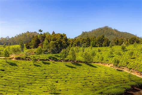 Southern India Tea Plantation Stock Photo Image Of Leaf Hill 212650172