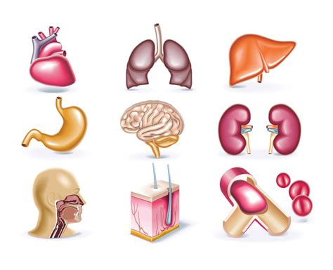 Algunos órganos Del Cuerpo Humano Vector Human Body Organs Medical