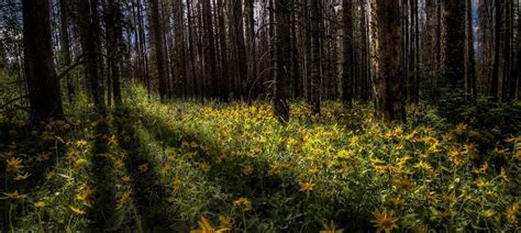 Wild Flower Field In Woods Bound In Light Photography