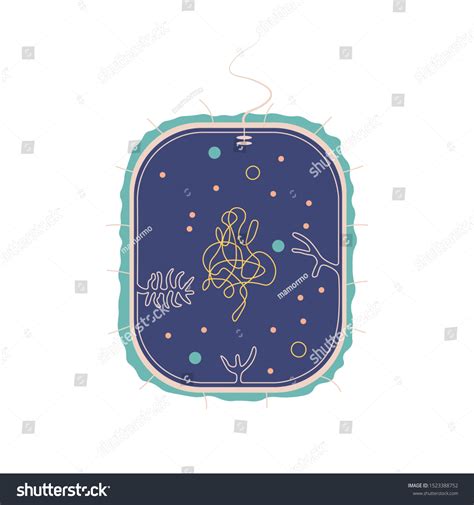 Structure Bacterial Cell Anatomy Illustration Isolated ภาพประกอบสต็อก