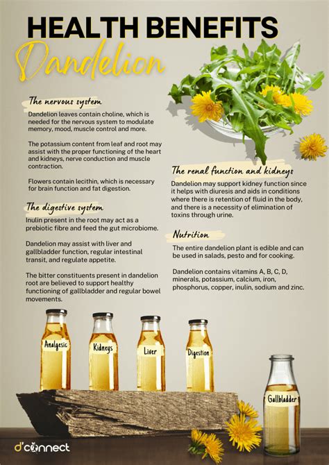 Herb Of The Month Dandelion Taraxacum Officinale Dconnect