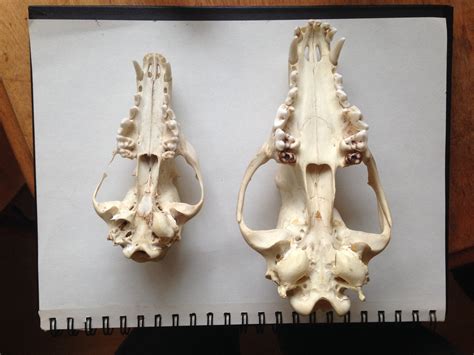 Determining The Difference Between Red Fox And Eastern Coyote Skulls