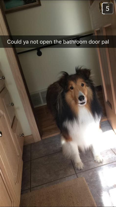 Doggo Misses His Fren In The Bathroom Rarepuppers