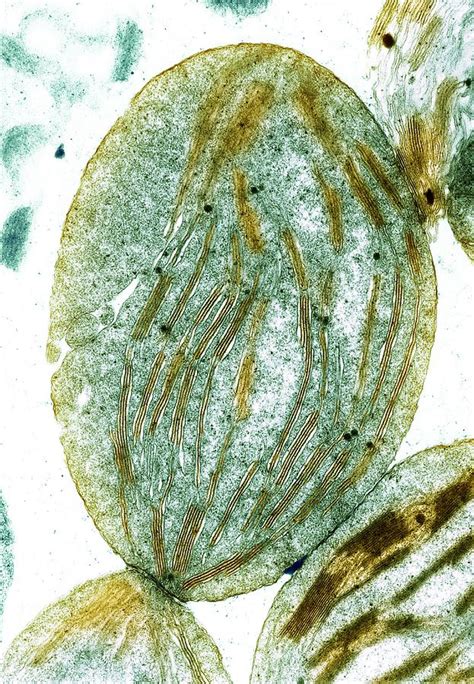 Chloroplast Sem Photograph By Dr David Furness Keele University