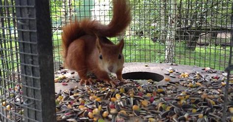 Red Squirrel Will Stare Into Your Soul Imgur