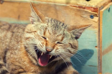 Vomiting with bile, or bilious vomiting syndrome, in cats can be an alarming condition for both the vomiting with bile typically occurs in the morning or early evening, when a cat's stomach is empty he has since started vomiting yellow/brown liquid and sometimes foam. Cat Vomiting Green - toxoplasmosis