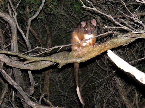 Days On The Claise Ring Tailed Possum