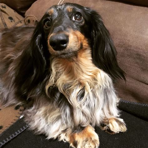 Quality show and pet stock, generally red or black/tan. Long Haired Dapple Dachshund | Galhairs