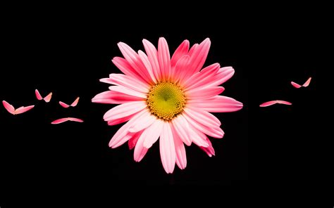 Pink Daisy Hd Wallpapers Hd Wallpapers Id 22558