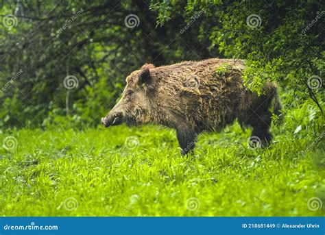 Wild Boar Walking In Forest Sus Scrofa Stock Image Image Of
