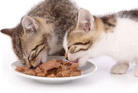 The best supermarket cat food australia has to offer is not necessarily expensive. Best Dry Cat Food | Cat care, Dry cat food, Cat food reviews