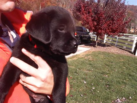 Tiny Black Lab Puppy 7 Weeks Looking To Make A Good Service Dog