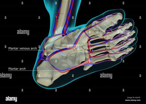 The Blood Supply Of The Foot Stock Photo Alamy