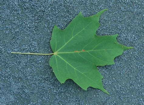 First of all, leaves have alternate meaning of leaving. Trees Aren't Brown | Science Whys