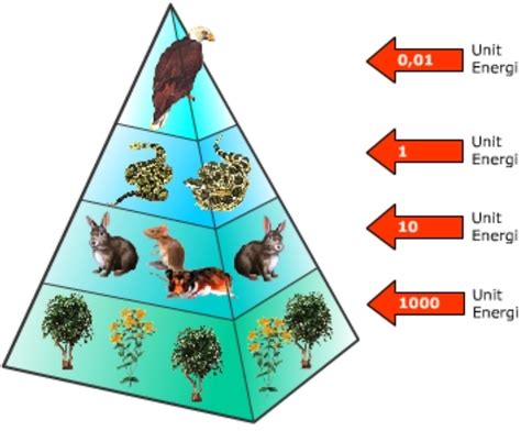Piramida Ekologi Dan Interaksi Ekosistem Biologi X Riana Lilis Hot