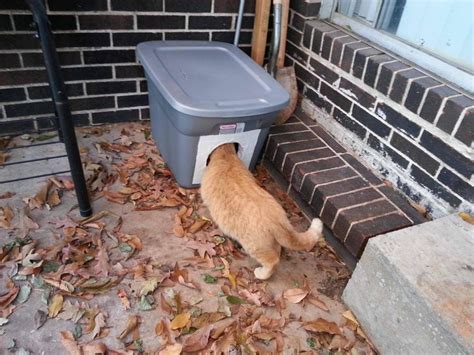 Learn How To Make The Cheapest And Easiest Cat Shelter For Winter Cat