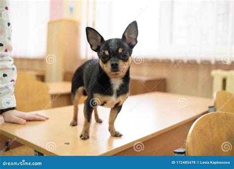 Chihuahua Sitting At A Wood Table Chihuahua On A Table At School Stock