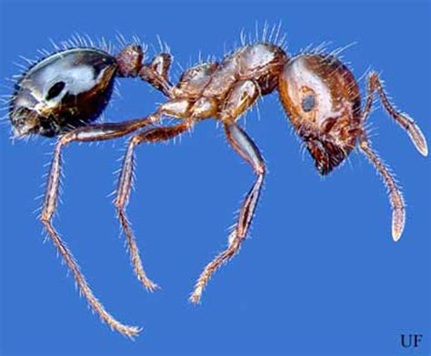 White Footed Ants Environmental Pest Systems