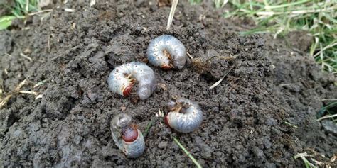 White Grub Mature Larvae Stage Damage The Crops Roots Into The Soil