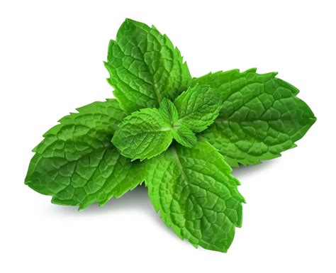 Peppermint Png Pic Png All
