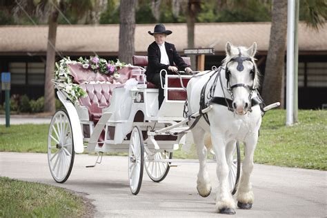 Horse And Carriage Rental For Wedding Glady Zapata