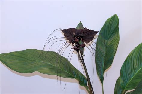Fledermaus-Pflanze - Vleermuisplant Foto & Bild | pflanzen ...