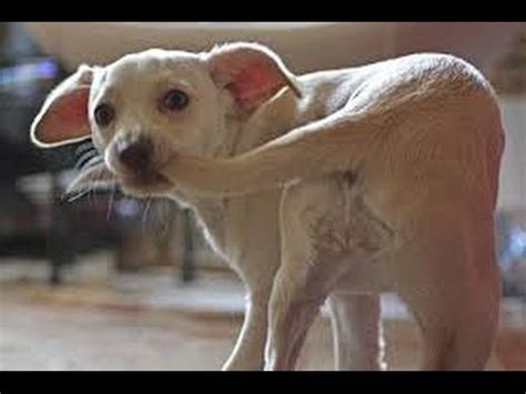 Curiospiration #15: “Why do animals have tails?” – Stay curious.