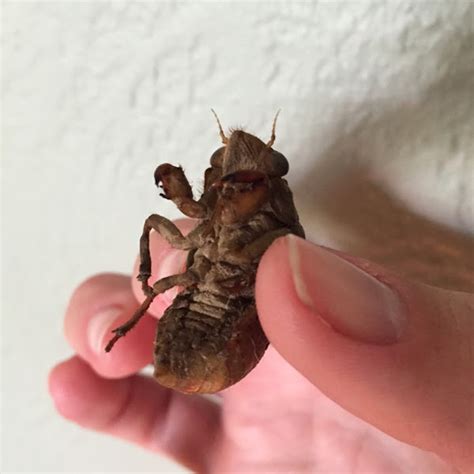 Cicada Project Noah