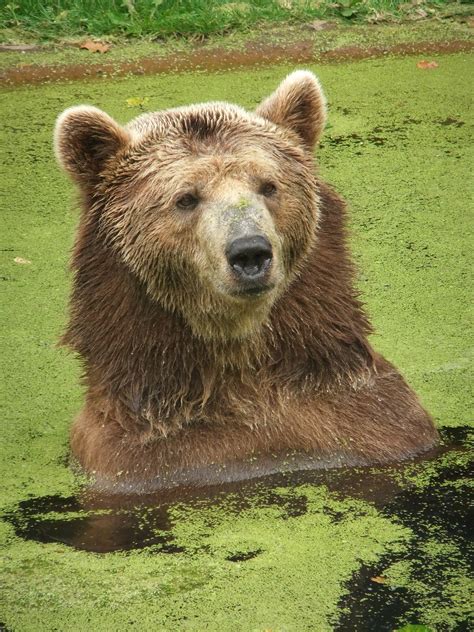 Fileeurasian Brown Bear Wikipedia The Free Encyclopedia