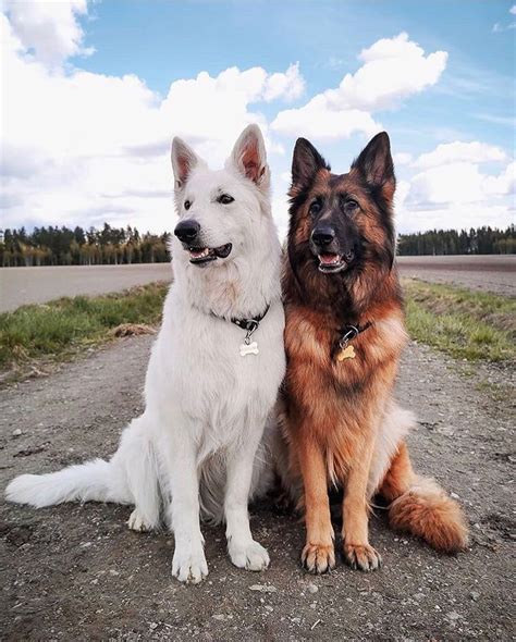 Awesome White German Shepherd Puppies For Sale In Michigan