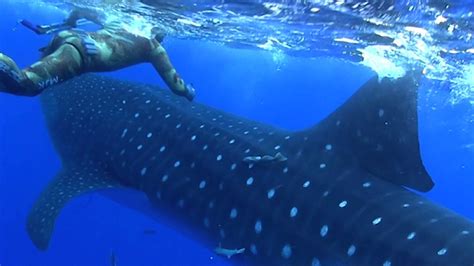 Whale Sharks An Introduction To The Largest Fish Species On Earth