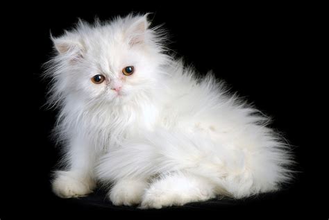 The Best Cat Breed For You