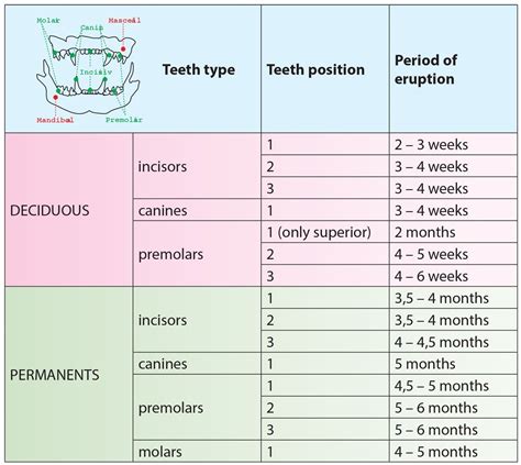 Kitten Teeth Eruption Chart
