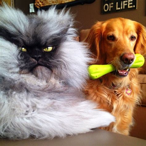 12 Reasons Why You Should Never Own Persian Cats