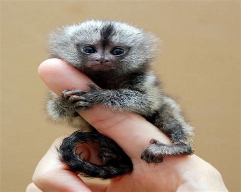 Amazing World 10 Smallest Animals From All Over The World