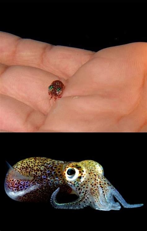 The Hawaiian Bobtail Squid Lookee The Little Baby This Tiny Squid