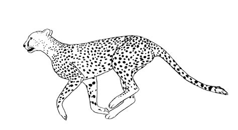 How To Draw Cheetah Running