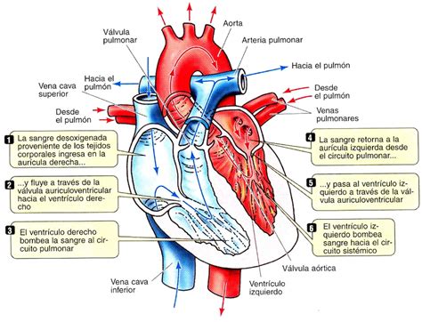 Fases Del Ciclo Cardíaco Blog De Biologia