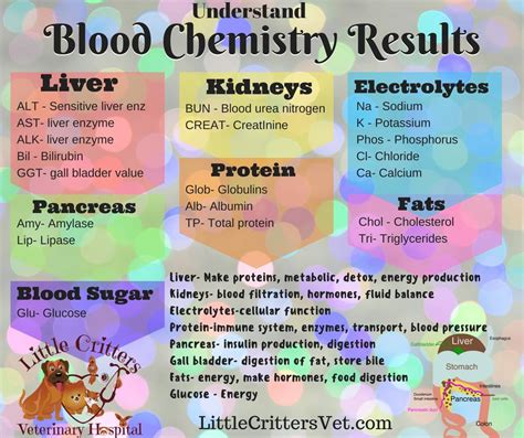 What Do Dog Blood Tests Show