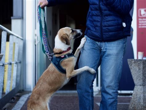 Check spelling or type a new query. Famille d'accueil / Accueil d'un chien - Recherche ...