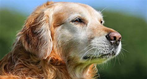 Old Golden Retriever How Should You Care For Your Dog As It Ages