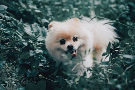 Pomeranians Everything You Need To Know All Doggos