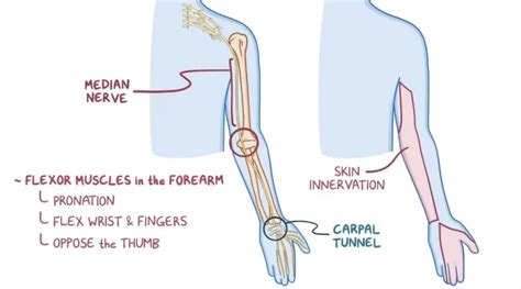 Median Nerve Injury Signs Archives Samarpan Physiotherapy Clinic