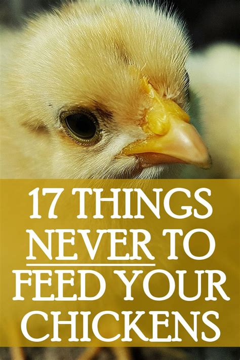 20 Things Chickens Can Eat And 17 Things They Cannot