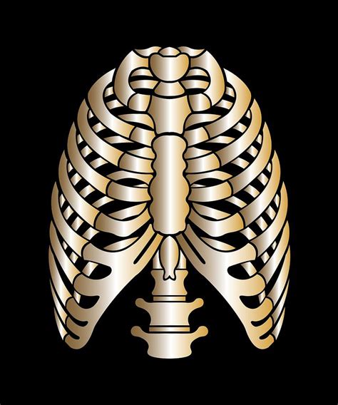Rib Cage Skeleton Anatomy Digital Art By John Ko Fine Art America