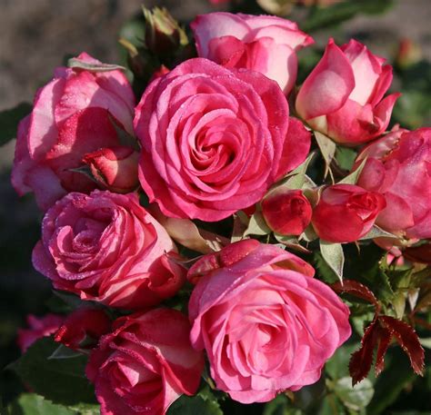 Róża Rabatowa Xenia Róże ogrodowe Sklep Sobieszek producent