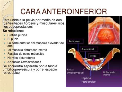 Vejiga Urinaria Anatomia
