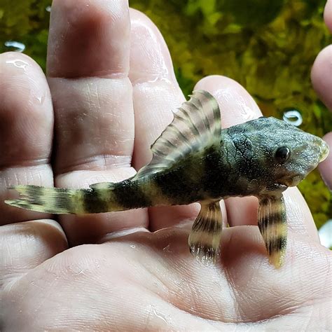 Tiger Pleco Panaque L002 L074 Live Fish And Tropical Pets