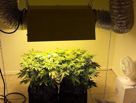 Grow Tent Vs Grow Room And Led Grow Lights With Cannabis Plants Growing