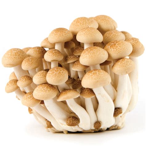 Dec 06, 2020 · download shimeji apk 4.1 for android. Hon Shimeji Mushrooms | Produce Market Guide